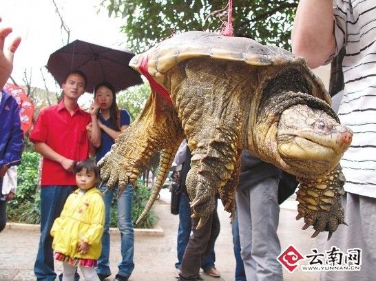 ������������ɽ�ڹ�������Ұ�����ﲻ������