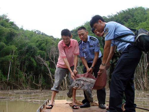 26.5公斤野生鳖放生澜沧江