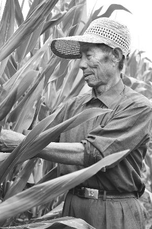 After landing, the fishermen became the farming experts