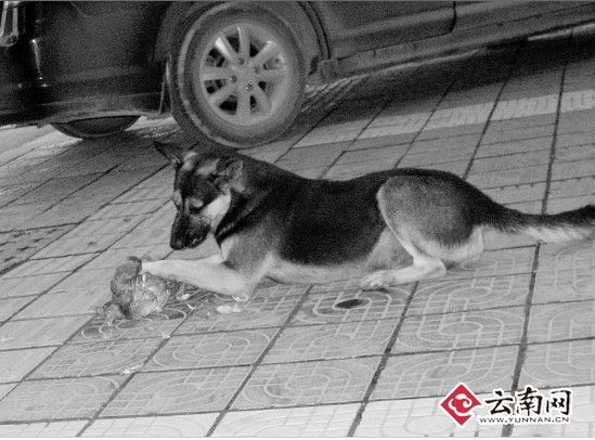 俗话说"狗拿耗子多管闲事 如今狗爱上了鸡肉