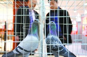 比利时和平鸽飞临京城