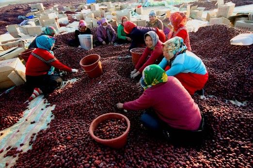 新疆红枣命不同 哈密枣价高售出九成阿克苏枣