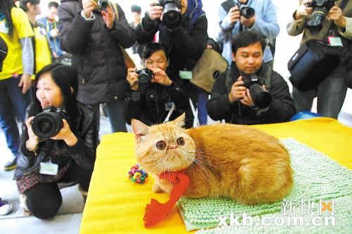 花地湾文化站猫猫斗靓