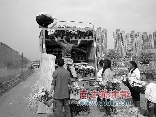 菊花靓花农愁