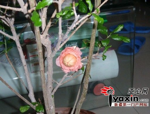 �½�ʯ����һ�����ʯ���������������š����д�����