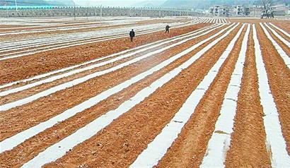 土豆地里只覆膜不播种