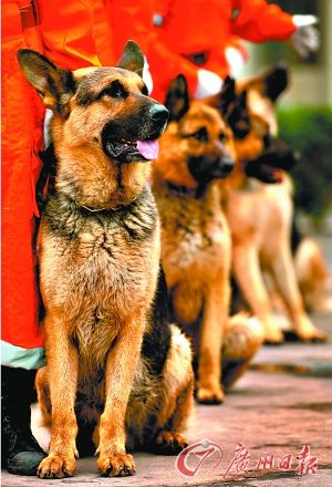 广东东莞将配置1200只警犬进社区巡逻