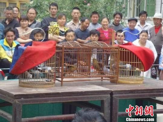 四川珙县举行画眉鸟擂台赛不比叫声比武艺