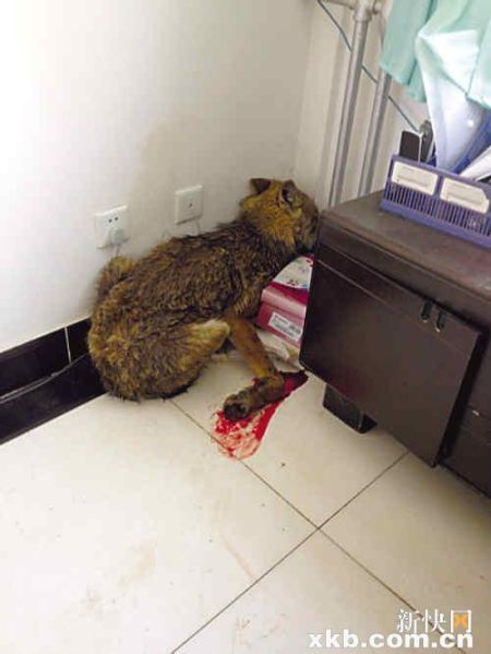 青海省黄南州政府办公室跑来一只狼