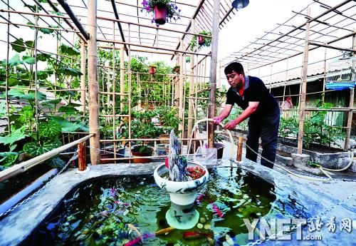 我家屋顶菜园+扮靓京城胡同