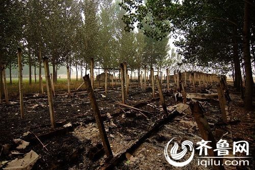 泗水:村民秸秆焚烧酿大祸 养鸭场化为灰烬损失
