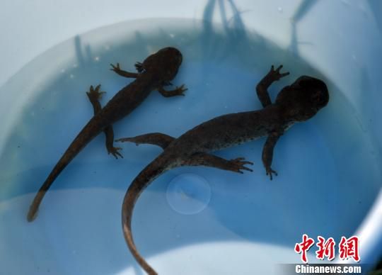 �½����������衱�����£���̫�����ű�������