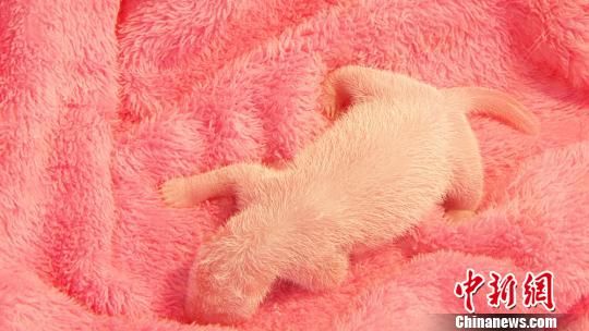成都大熊猫基地“第一美女猫”产下雌性熊猫宝宝