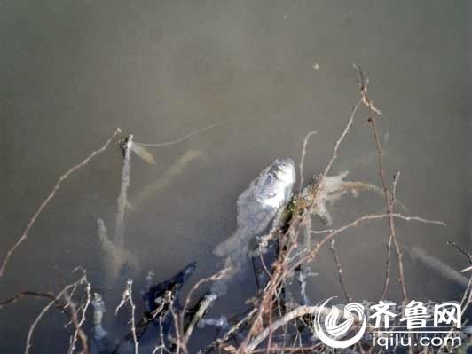 企业污水直排河道 报案后高唐环保局称污水小