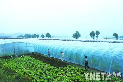 蔬菜产业成为发展主导 沽源完成区域布局
