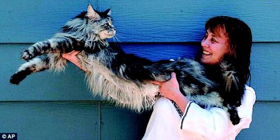 世界身体最长猫去世 终年8岁