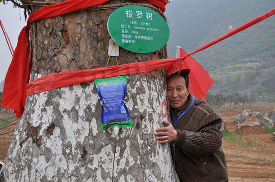 南水北调移民清明节淅川寻根千年古树寄托思乡情