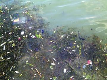 松江区泗泾塘河道内漂浮大量死鱼,小图为打捞上岸的鱼 松江区泗泾塘河道内漂浮大量死鱼,小图为打捞上岸的鱼