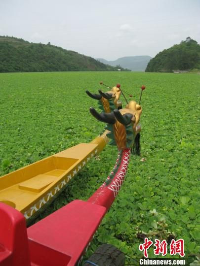 4月7日，广西龙江河拉浪水电站库区内，绿色的水生植物排列紧密一望无际，河面看不到一片水面，两艘游船被困在其中。 蒙鸣明 摄