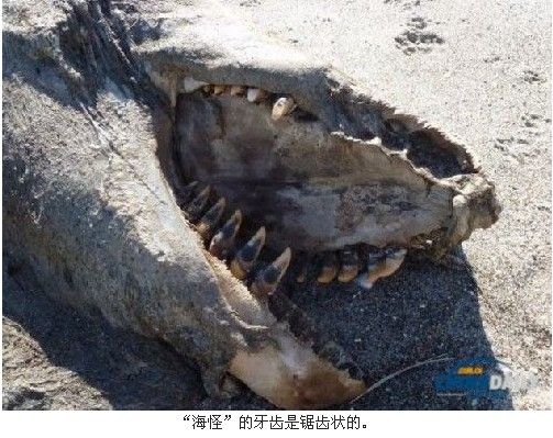 9米长海怪尸体现新西兰海滩 酷似恐龙