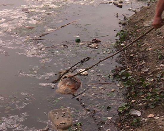 水面上漂浮着死畜。