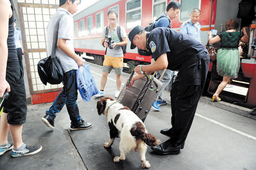 缉毒犬卡其:站台嗅行李查毒品