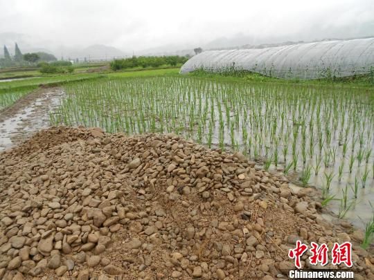 温州永嘉被指占农田修旅游道 官方称系机耕路