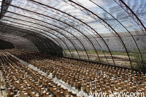 布尔津县冲乎尔镇:食用菌种植促民增收