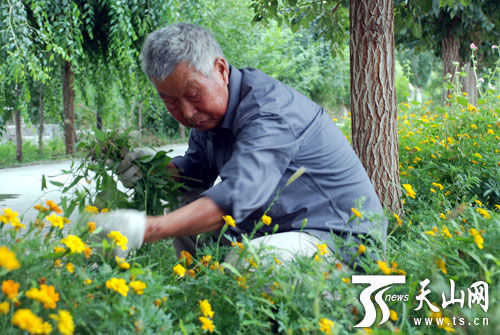 三十团七旬老人义务为连队花园拔草