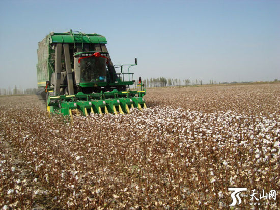 新疆沙湾县40万亩棉花陆续进行机械采摘