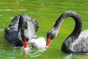 深圳野生动物园自然孵化黑天鹅