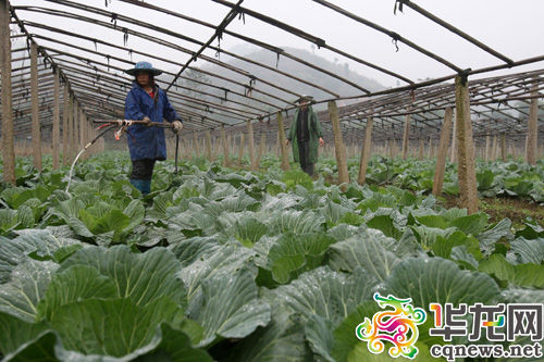 告别养殖污染 重庆600个村同步进行环境连片整治