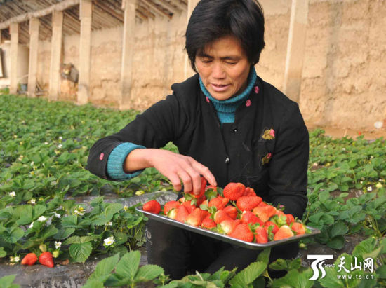 五师八十六团冬草莓采摘园开园