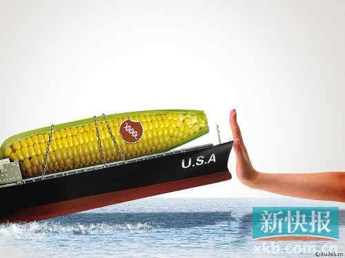 美国转基因玉米打道回府