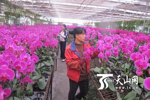 石河子国家农业科技园区20万盆鲜花将出口中