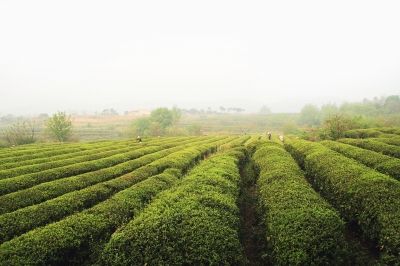 风情茶乡:“破茧成蝶”成就美丽蜕变