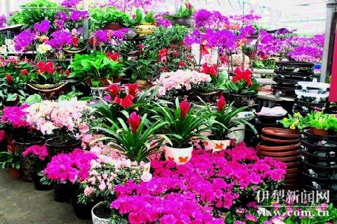新疆伊宁市花卉市场香飘四溢