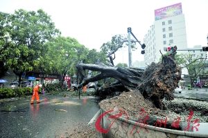 昨日下午，佛山张槎三路张槎医院附近路段有大树被风吹倒。记者张宇杰摄