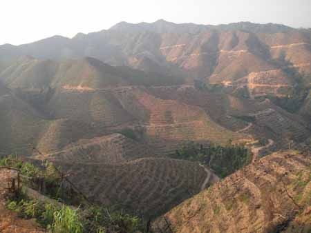 调查证实:九十九顶林场2009年至2011年度存在无证滥伐行为,滥伐蓄积量为2696.6立方米,造成滥伐的原因主要是业主超出设计范围进行采伐 调查证实:九十九顶林场2009年至2011年度存在无证滥伐行为,滥伐蓄积量为2696.6立方米,造成滥伐的原因主要是业主超出设计范围进行采伐