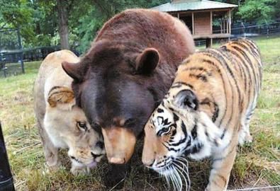 哥仨儿凑一起不容易啊