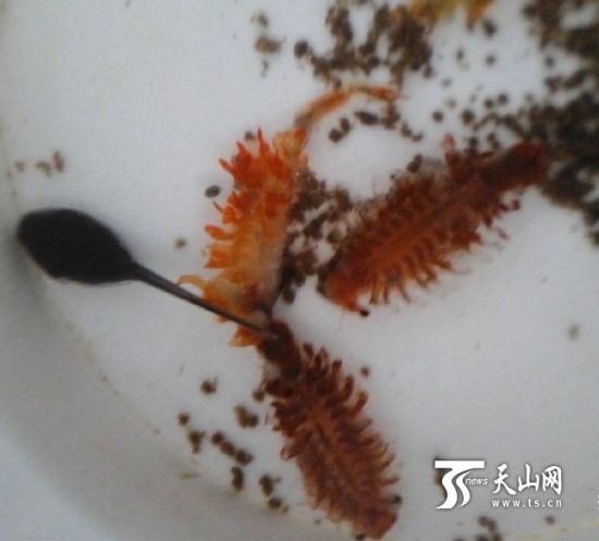 天山网讯(通讯员李文强摄影报道)近日,笔者与全国画报业媒体一行在新疆吉木乃县草原神石城采风考察时,在两块存有雨水的冰臼里发现了一种奇特生物,其体形如虾,颜色淡赤色,腹部朝上呈仰泳姿态,与之同时游弋的还有密密麻麻的蝌蚪,而和笔者同来的全国画报业媒体陕西人民美术出版社刘依军社长当时也查看了一下发现所在地的海拔高度为1850米,如此高海拔高纬度的地方,又没有任何活水来源的情况下,出现了这种奇特生物和蝌蚪,实属罕见。 后经查实,这种体型如虾的生物是有着两亿多年历史,和恐龙同时代的季节性水生甲壳动物仙