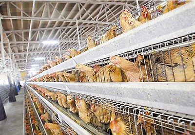 香港一家鸡场3天两千只鸡死亡 初步排除禽流感