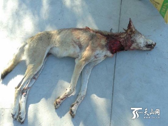 新疆富蕴县喀拉卓勒村出现野狼攻击人畜 6人被咬伤_新浪新闻