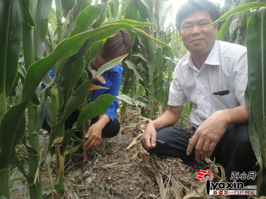 玉米怎么种植才成功 1408462167_YuWShZ.jpg