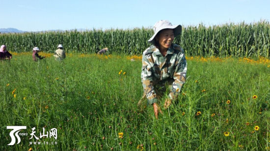 温泉县:采摘雪菊助农增收