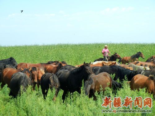 新疆博湖县出台优惠政策鼓励农牧民养殖马匹