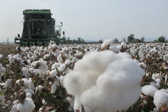 一四三团40台采棉机驰骋在12.8万亩棉田采收