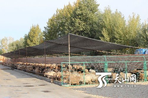 新疆布尔津县家庭牧场转型畜牧业规模化经营