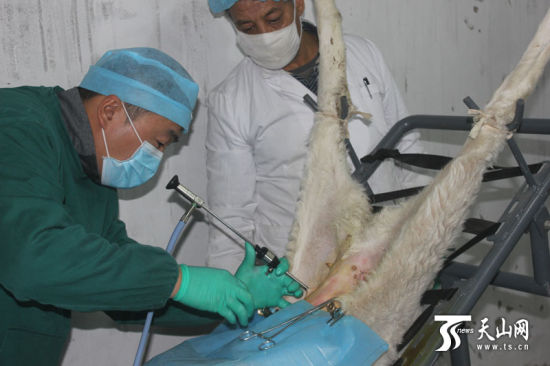 新疆和田首次成功移植绵羊胚胎提高肉羊养殖效