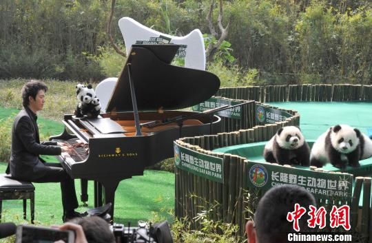 钢琴男神李云迪“乐遇”全球唯一大熊猫三胞胎